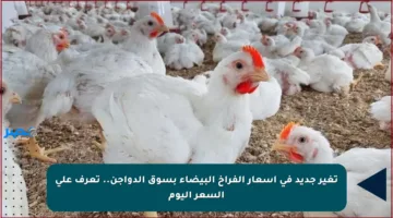 تغير جديد في أسعار الفراخ البيضاء بسوق الدواجن.. تعرف على السعر اليوم